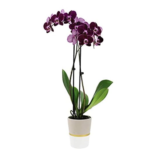 Plants & Blooms Shop (PB355) Orchid and Succulent Plant – Easy Care Live Plants, 4” Duo Planter with a 2.5” Diameter Orchid and Mini Echeveria Succulent, Purple in a Green Stella Pot, Moss Topped 669178863