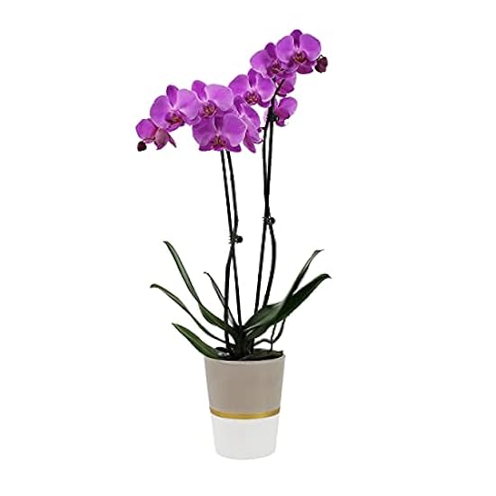 Plants & Blooms Shop (PB355) Orchid and Succulent Plant – Easy Care Live Plants, 4” Duo Planter with a 2.5” Diameter Orchid and Mini Echeveria Succulent, Purple in a Green Stella Pot, Moss Topped 560887253