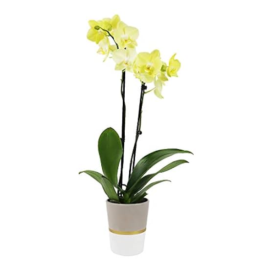 Plants & Blooms Shop (PB355) Orchid and Succulent Plant – Easy Care Live Plants, 4” Duo Planter with a 2.5” Diameter Orchid and Mini Echeveria Succulent, Purple in a Green Stella Pot, Moss Topped 416137187