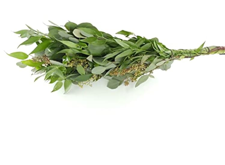 Rumhora Greens | (5) Five Bunches of Fresh and Natural Israeli Ruscus | Pack of 10 Stems in Each Bunch | Perfect for Indoor and Outdoor Decorations 376270541