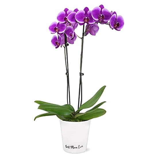 Plants & Blooms Shop (PB355) Orchid and Succulent Plant – Easy Care Live Plants, 4” Duo Planter with a 2.5” Diameter Orchid and Mini Echeveria Succulent, Purple in a Green Stella Pot, Moss Topped 596630664