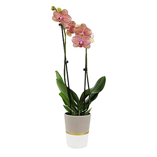 Plants & Blooms Shop (PB355) Orchid and Succulent Plant – Easy Care Live Plants, 4” Duo Planter with a 2.5” Diameter Orchid and Mini Echeveria Succulent, Purple in a Green Stella Pot, Moss Topped 532766023