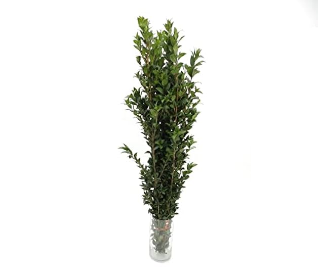 Rumhora Greens | (5) Five Bunches of Fresh and Natural Israeli Ruscus | Pack of 10 Stems in Each Bunch | Perfect for Indoor and Outdoor Decorations 191139768