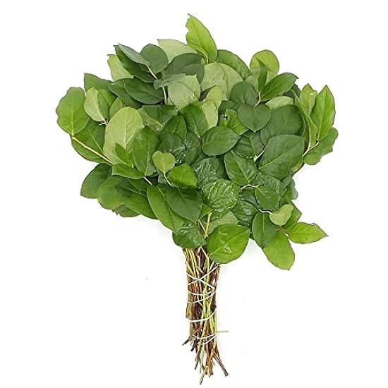 Rumhora Greens | (5) Five Bunches of Fresh and Natural Israeli Ruscus | Pack of 10 Stems in Each Bunch | Perfect for Indoor and Outdoor Decorations 376270541