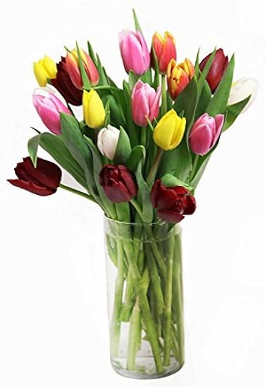 Fresh Cut Tulips Mix Colors 30 stems with Free Vase 422