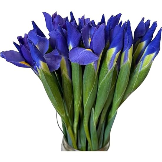 30 Blue Stems Iris Fresh Flower Hydroponic flower arran