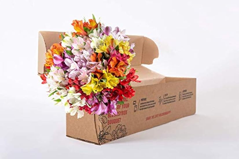 BloomsyBox: 24 Multicolored Alstroemeria Bouquet Flowers, Two Dozen, Long Lasting & Hand-Tied, Farm Fresh Cut Flowers Bouquet, birthday flowers,anniversary Flowers | No Vase 776733199