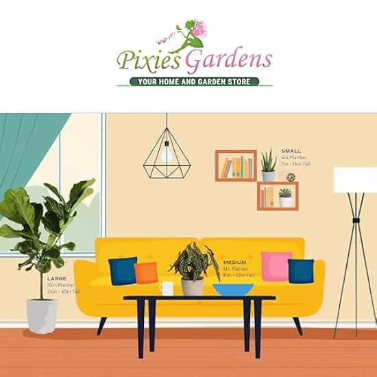 Pixies Gardens Exotic Juniper Bonsai | This Exotic Bonsai Juniper Live Plant Easy to Grow. Ceramic Pot 117463720