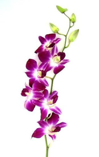 Fresh Cut Orchids - 30 stems Purple Dendrobium Orchids with Big Vase 3193383