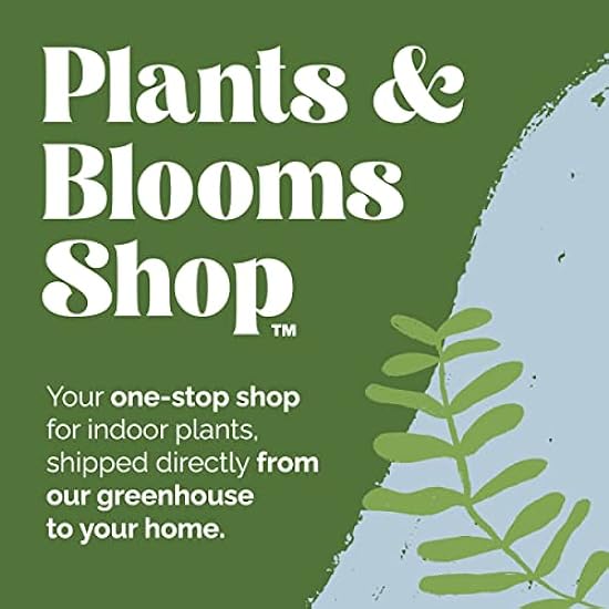Plants & Blooms Shop (PB355) Orchid and Succulent Plant – Easy Care Live Plants, 4” Duo Planter with a 2.5” Diameter Orchid and Mini Echeveria Succulent, Purple in a Green Stella Pot, Moss Topped 669178863