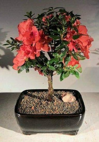 Azalea Bonsai Tree Duc De Rohan Flowering Tropical Southern Indica 19 yo 12