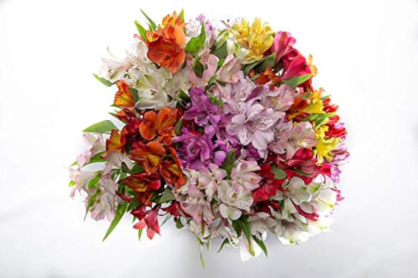 BloomsyBox: 24 Multicolored Alstroemeria Bouquet Flowers, Two Dozen, Long Lasting & Hand-Tied, Farm Fresh Cut Flowers Bouquet, birthday flowers,anniversary Flowers | No Vase 925330786