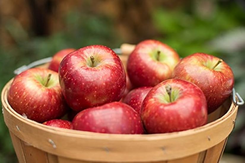 Red Delicious Apple Gift Box (18-22 Apples) 338705643