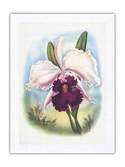 White Cattleya Orchid - The Queen of Orchids - Hawai’i 
