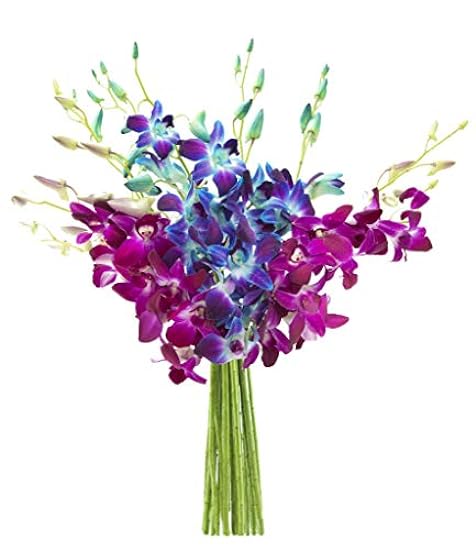 DELIVERY by Tue, 02/20 Guaranteed IF Order Placed by 02/19 Before 2PM EST. KaBloom Valentine´s PRIME NEXT DAY DELIVERY - Bouquet of Blue and Purple Orchids Gift for Valentine, Mother’s Day Flowers 647503474