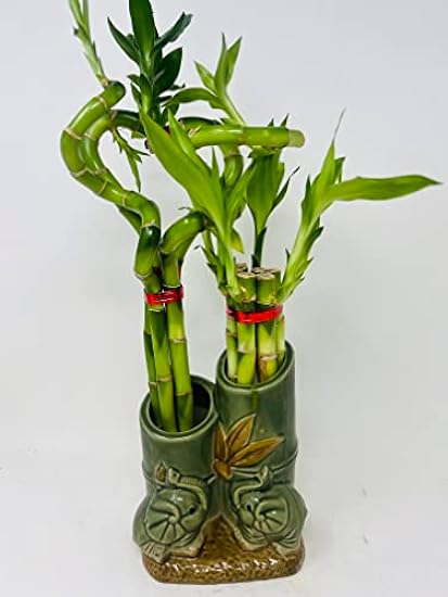 Jmbamboo - Live 10style Lucky Bamboo Plant Arrangement with Ceramic Double Vase 704213131