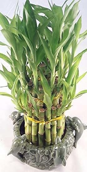 Lucky Bamboo - Tower in Decorative Dolphin Pot Unique f