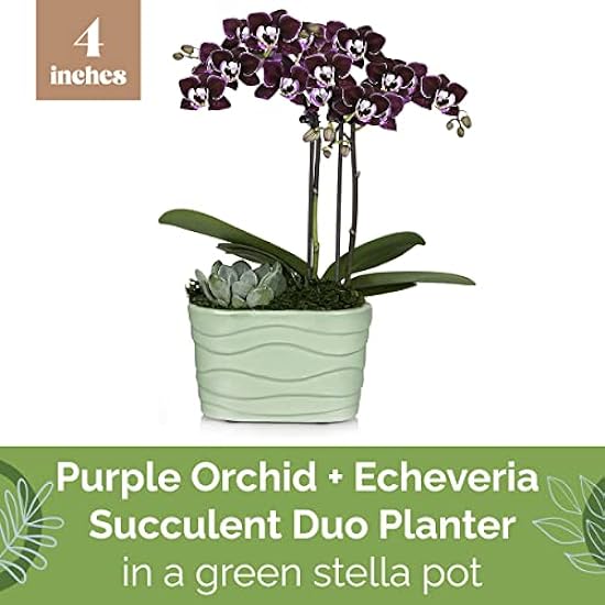 Plants & Blooms Shop (PB355) Orchid and Succulent Plant – Easy Care Live Plants, 4” Duo Planter with a 2.5” Diameter Orchid and Mini Echeveria Succulent, Purple in a Green Stella Pot, Moss Topped 180308285