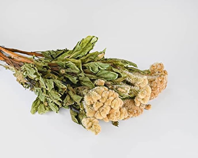 Case of 20 Bunches - Cream Dried Celosia Coxcomb Flower