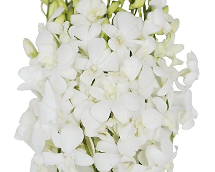 KaBloom PRIME NEXT DAY DELIVERY - 40 Blue Dendrobium Orchids.Gift for Birthday, Sympathy, Anniversary, Get Well, Thank You, Valentine, Mother’s Day Fresh Flowers 657979615