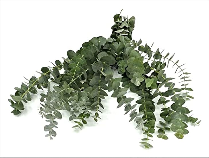Rumhora Greens | (5) Five Bunches of Fresh and Natural Israeli Ruscus | Pack of 10 Stems in Each Bunch | Perfect for Indoor and Outdoor Decorations 191139768