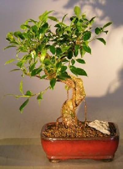 Bonsai Boy c1218 Ficus Retusa Bonsai Tree - Curved Trunk Style - Medium 19693805