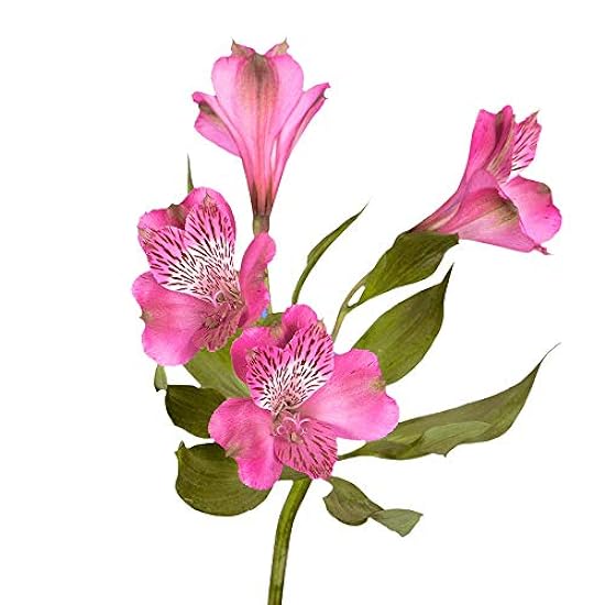 GlobalRose 120 Blooms of Hot Pink Select Alstroemerias 30 Stems - Peruvian Lily Fresh Flowers for Delivery 76341262