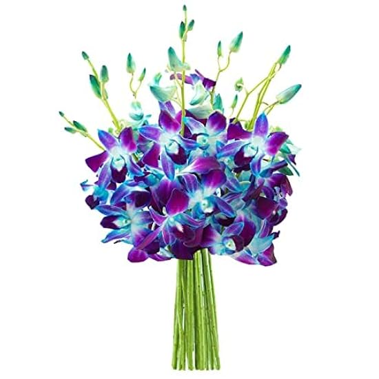 DELIVERY by Tue, 02/20 Guaranteed IF Order Placed by 02/19 Before 2PM EST. KaBloom Valentine´s PRIME NEXT DAY DELIVERY-Exotic Sapphire Orchid Bouquet of 10 Blue Orchid Gift for Valentine, Mother’s Day 522685804