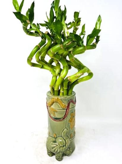 Spiral Lucky Bamboo 10 stalks Bundle Elephant red Rope 