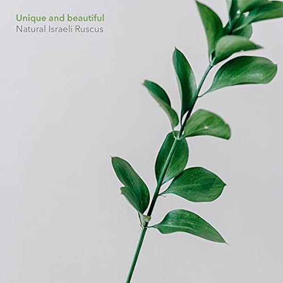 Rumhora Greens | (5) Five Bunches of Fresh and Natural Israeli Ruscus | Pack of 10 Stems in Each Bunch | Perfect for Indoor and Outdoor Decorations 846333741