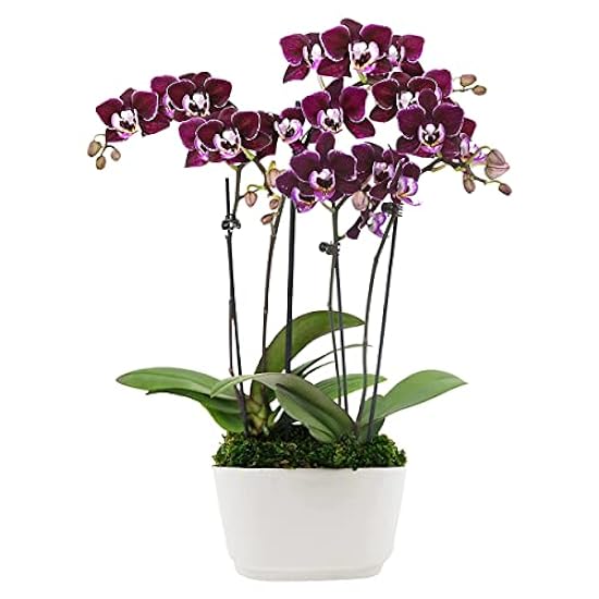 Plants & Blooms Shop (PB355) Orchid and Succulent Plant – Easy Care Live Plants, 4” Duo Planter with a 2.5” Diameter Orchid and Mini Echeveria Succulent, Purple in a Green Stella Pot, Moss Topped 355375303