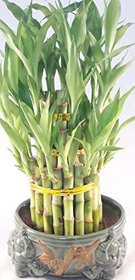 Lucky Bamboo Tower in Decorative Elephant Pot (Twin Ele