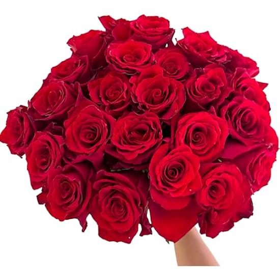 24 Stems Ecuador FREEDOM Red Roses Fresh Cut Flowers Ar