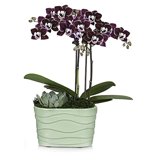 Plants & Blooms Shop (PB355) Orchid and Succulent Plant – Easy Care Live Plants, 4” Duo Planter with a 2.5” Diameter Orchid and Mini Echeveria Succulent, Purple in a Green Stella Pot, Moss Topped 953176955