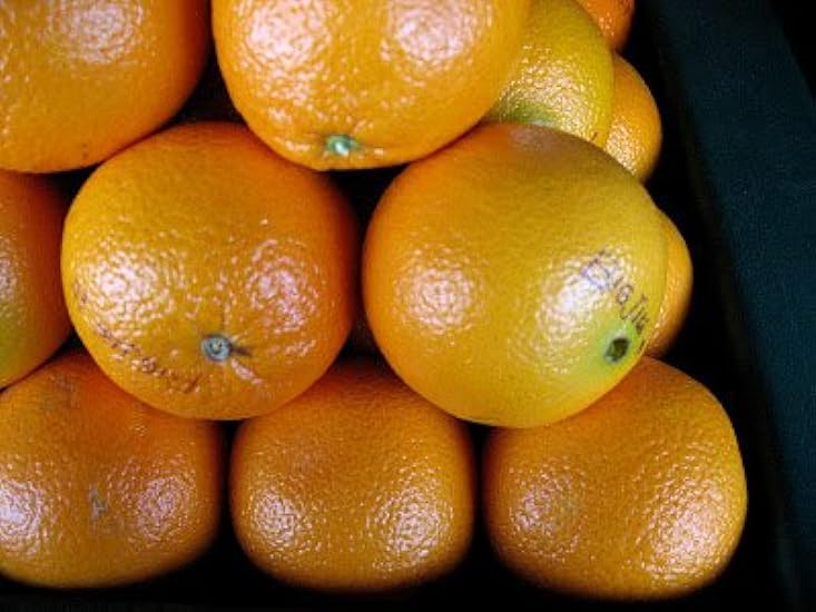 Famous Big Jim California Oranges Approx 6 Lbs 434960350