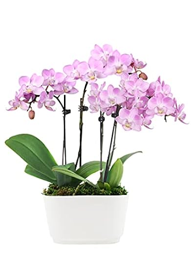 Plants & Blooms Shop (PB355) Orchid and Succulent Plant – Easy Care Live Plants, 4” Duo Planter with a 2.5” Diameter Orchid and Mini Echeveria Succulent, Purple in a Green Stella Pot, Moss Topped 367444794
