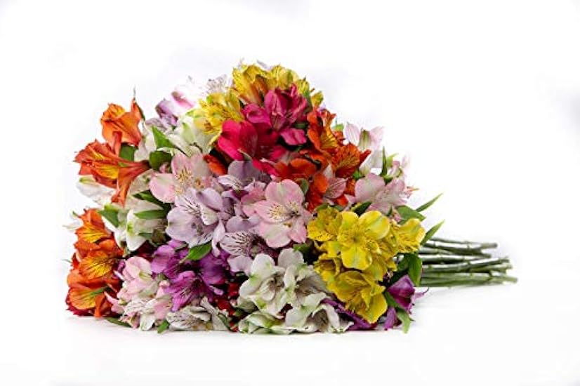 BloomsyBox: 24 Multicolored Alstroemeria Bouquet Flowers, Two Dozen, Long Lasting & Hand-Tied, Farm Fresh Cut Flowers Bouquet, birthday flowers,anniversary Flowers | No Vase 381592681