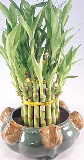 Lucky Bamboo - Tower in Decorative Frog Pot Unique from