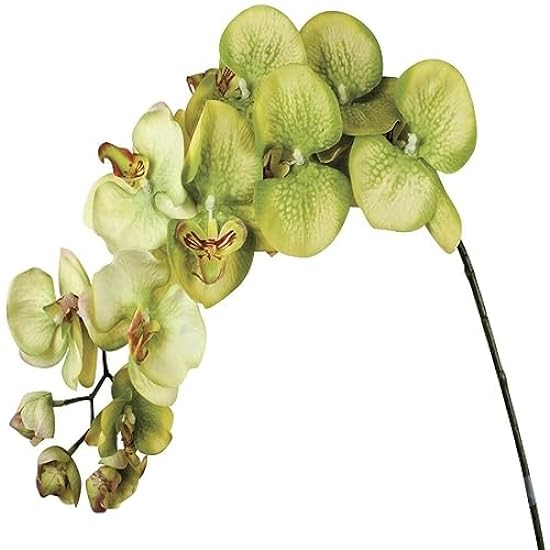 Set of 6 Green Phalenopsis Orchid Stem Artificial Flowe