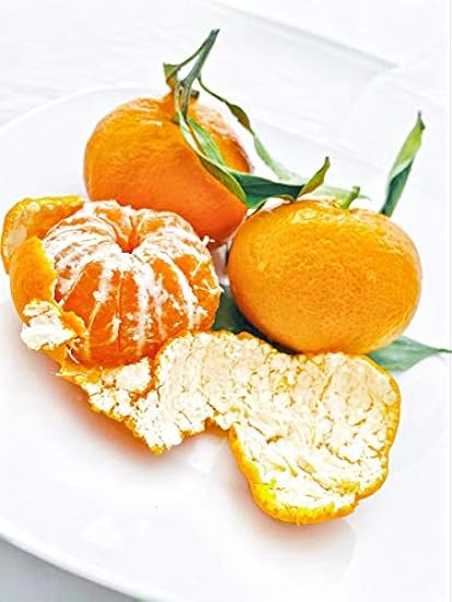 Fresh Satsuma Mandarin from California (4) 367641222