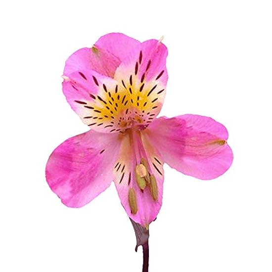 GlobalRose 240 Blooms of Hot Pink Alstroemerias Flowers
