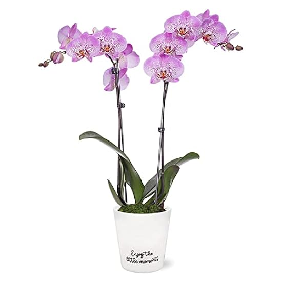 Plants & Blooms Shop (PB355) Orchid and Succulent Plant – Easy Care Live Plants, 4” Duo Planter with a 2.5” Diameter Orchid and Mini Echeveria Succulent, Purple in a Green Stella Pot, Moss Topped 354225528