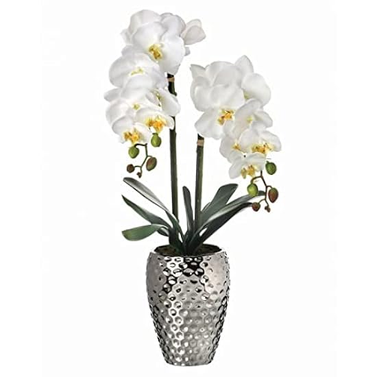 Regency International Phalaenopsis Orchid in Hammer Silver Pot 24