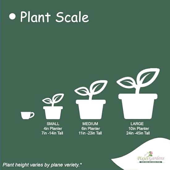 Pixies Gardens Exotic Juniper Bonsai | This Exotic Bonsai Juniper Live Plant Easy to Grow. Ceramic Pot 117463720