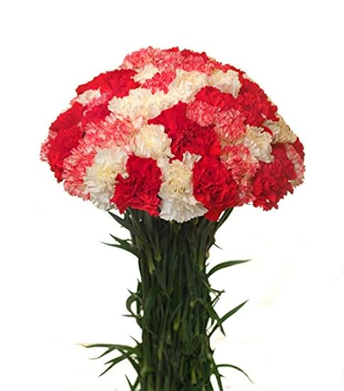 FlowerPrime 300 Christmas Carnations - Special Holiday Variety Pack Fresh Natural cut flowers 611162912