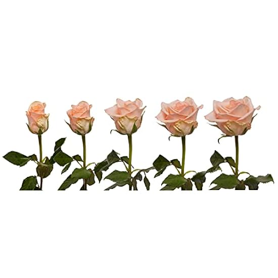 Farm Fresh Natural Peach Roses - 20 in - 25 stems 15842408