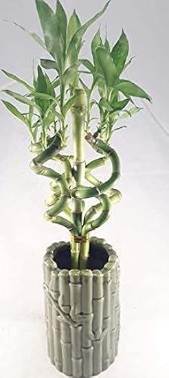 Jmbamboo - Live Spiral 6 Style Lucky Bamboo Plant Arran