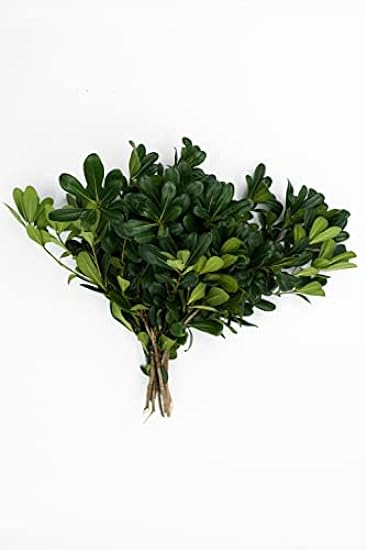 Rumhora Greens | (5) Five Bunches of Fresh and Natural Israeli Ruscus | Pack of 10 Stems in Each Bunch | Perfect for Indoor and Outdoor Decorations 896054140
