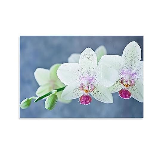 White Orchids, Flowers, White Flowers, Orchids, Orchid,
