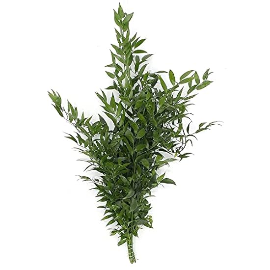 Rumhora Greens | (5) Five Bunches of Fresh and Natural Israeli Ruscus | Pack of 10 Stems in Each Bunch | Perfect for Indoor and Outdoor Decorations 53852503